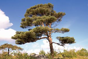 Scots Pine